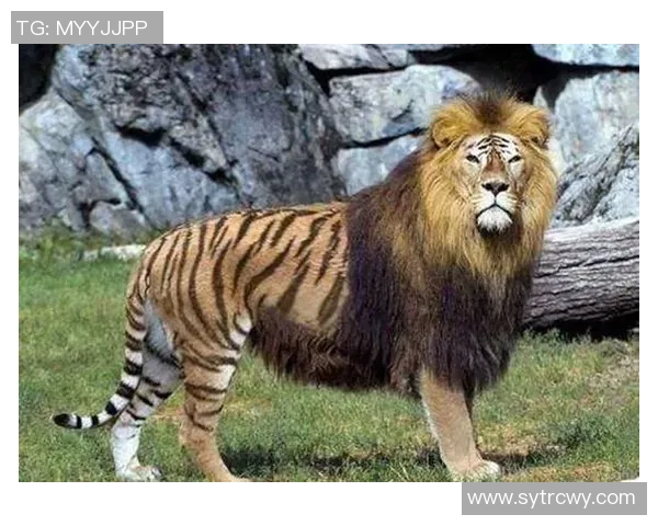 足球明星与宠物老虎的奇妙生活揭秘，探寻他们的深厚情谊与共同冒险